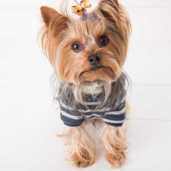 brown yorkshire terrier brown yorkshire terrier wearing an outfit